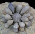 Fossil Club Urchin (Firmacidaris) - Jurassic #39146-4